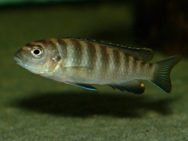 Chindongo flavus 'Chinyankwazi Island'